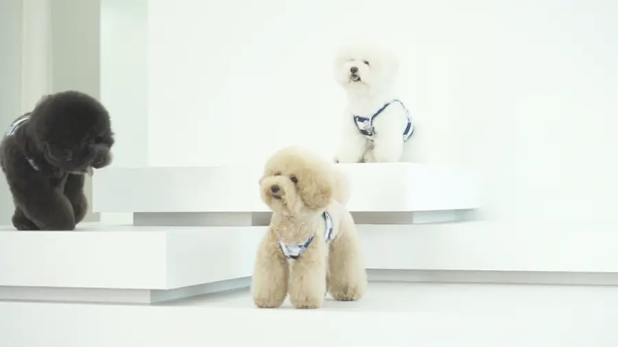 ALOHA HIPPO CROP TEE . NAVY