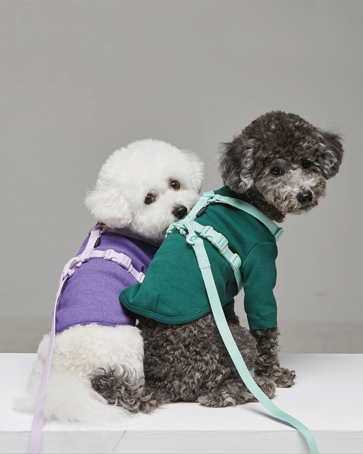 Macaron Leash . Aqua