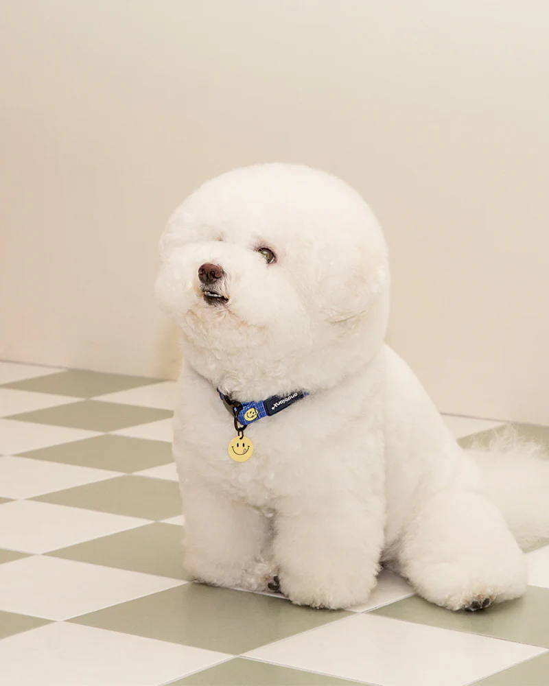 Smile Edition . Blue . Collar