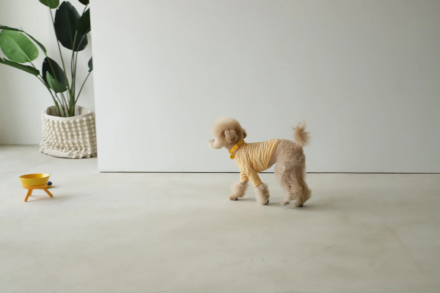 Macaron Collar . Yellow