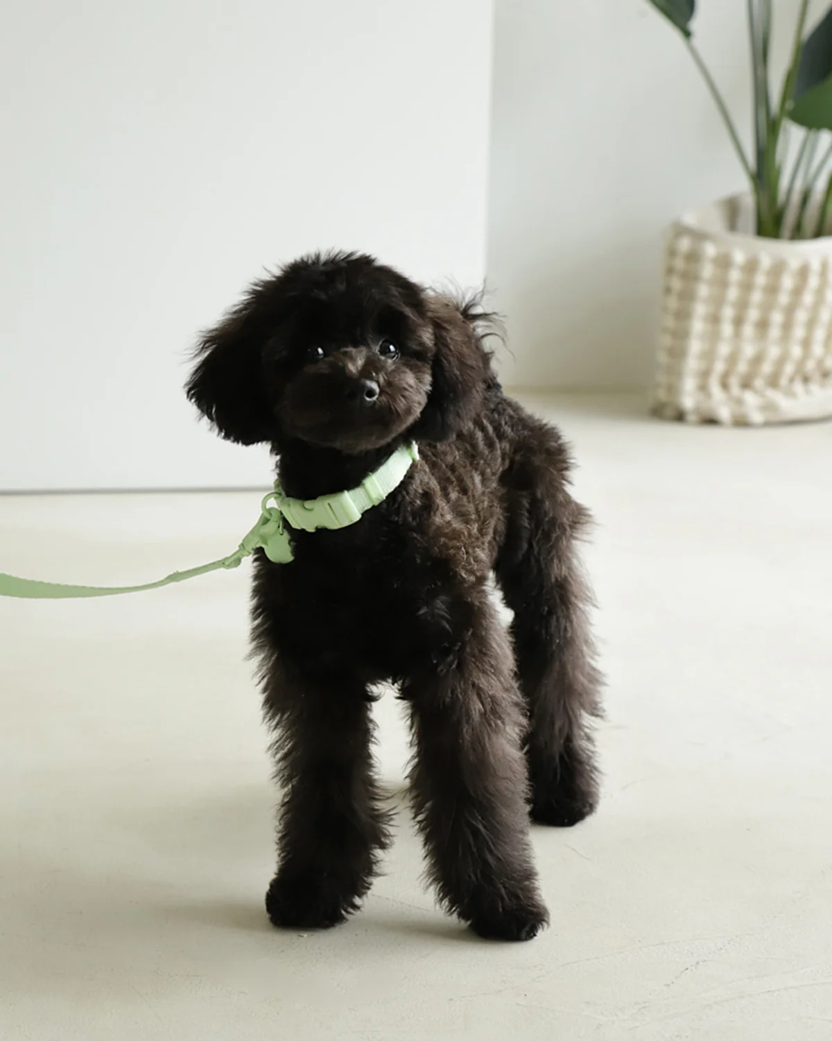 Macaron Collar . Mint Green