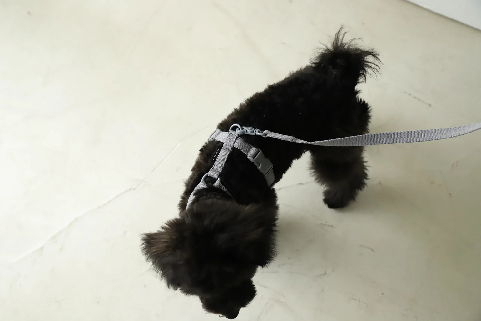 Macaron Harness . Gray