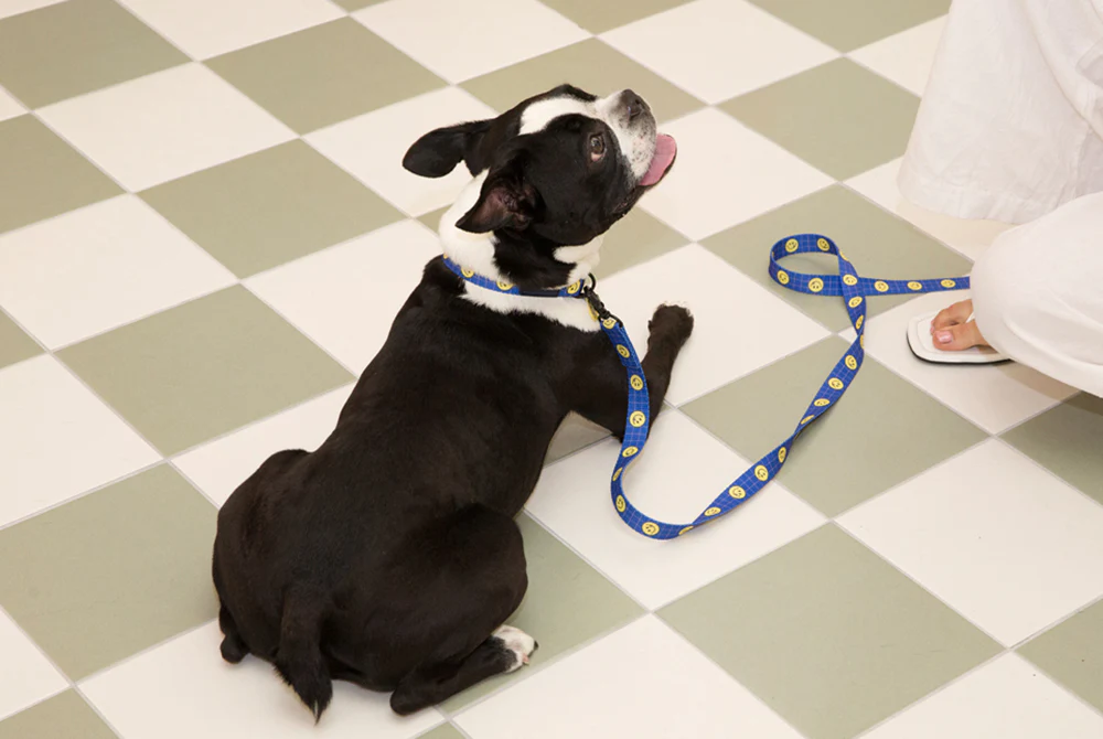 Smile Edition . Blue . Collar