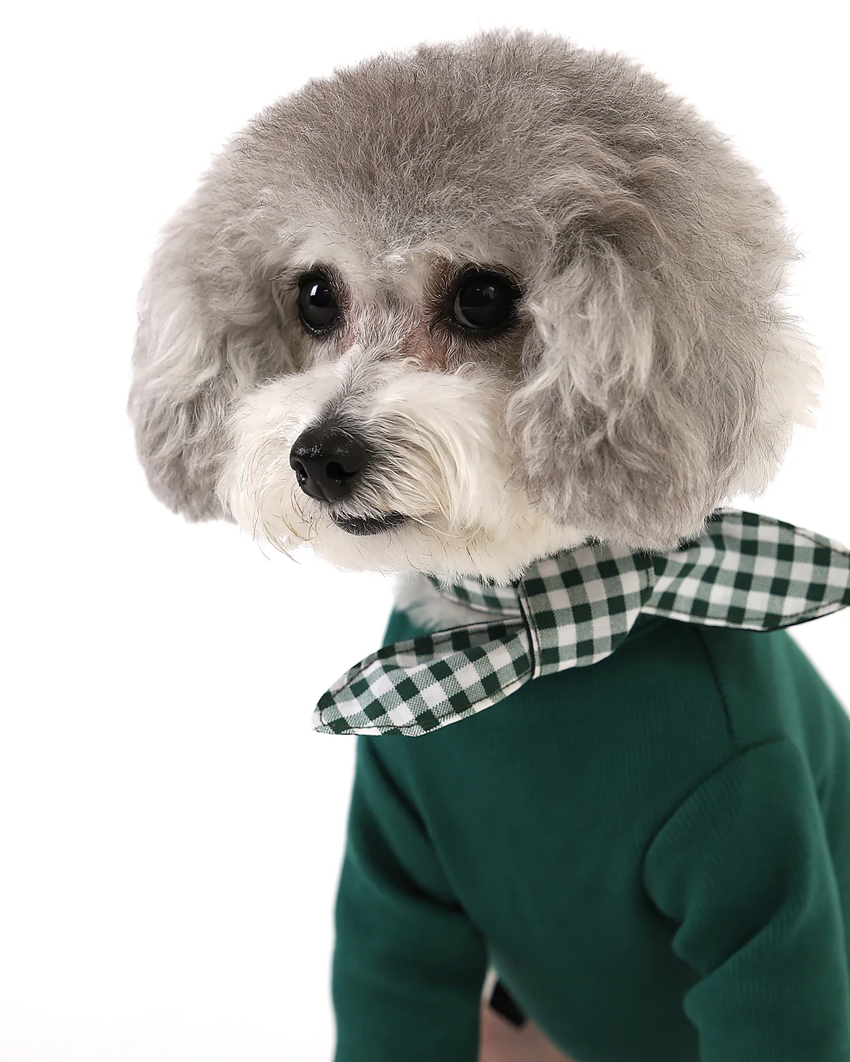 GELATO . SLEEVE . GREEN