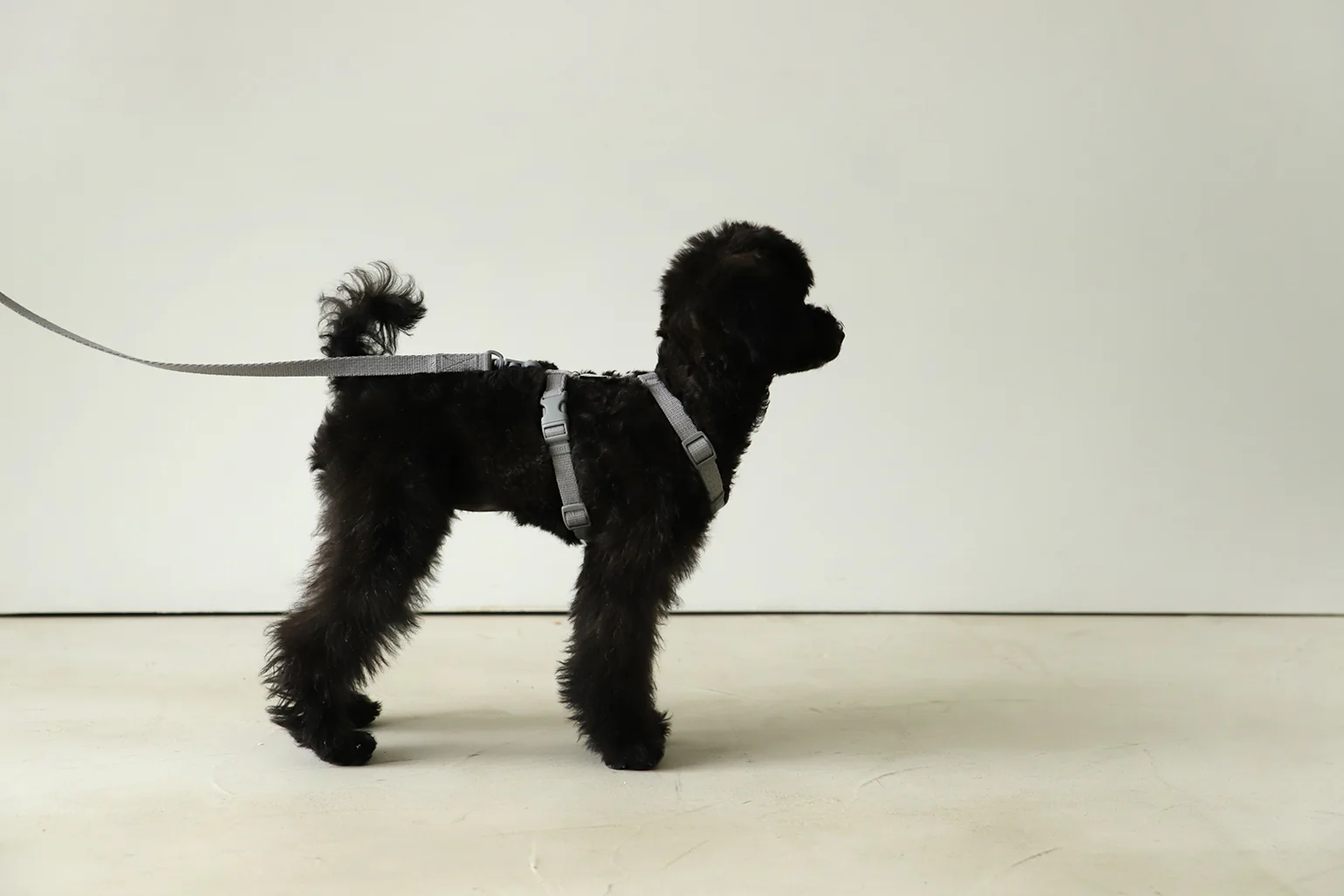 Macaron Harness . Gray