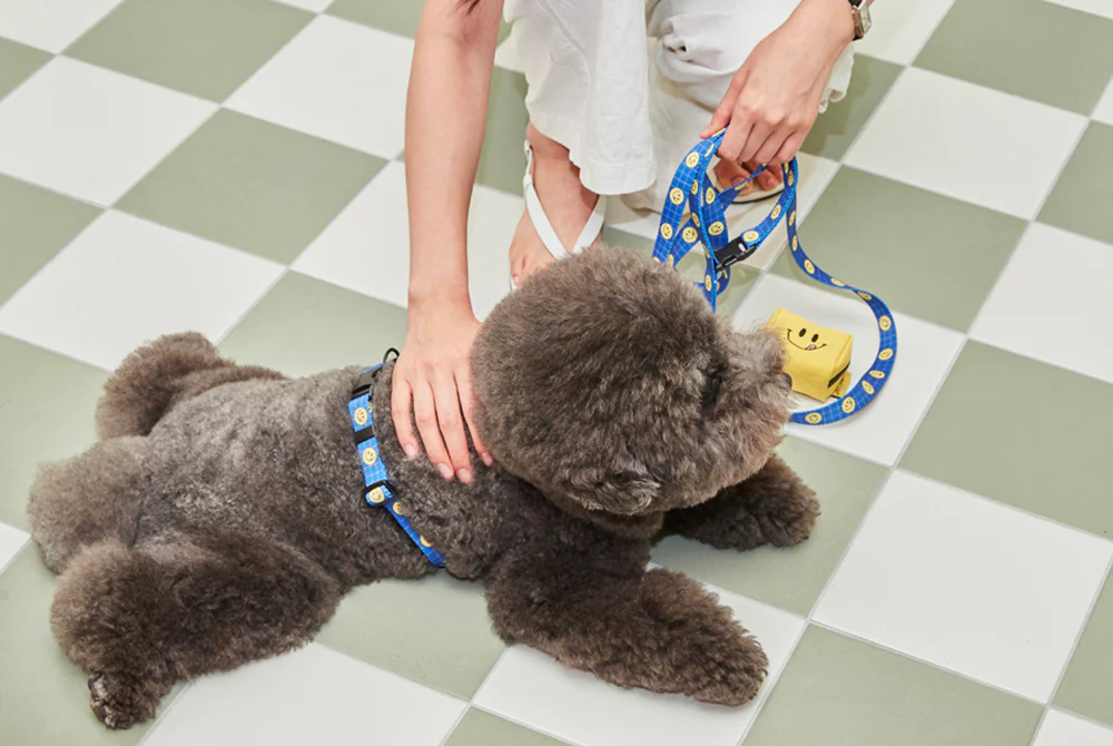 Smile Edition . Blue . Harness & Leash Set