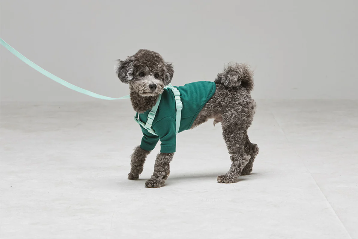 Macaron Leash . Aqua