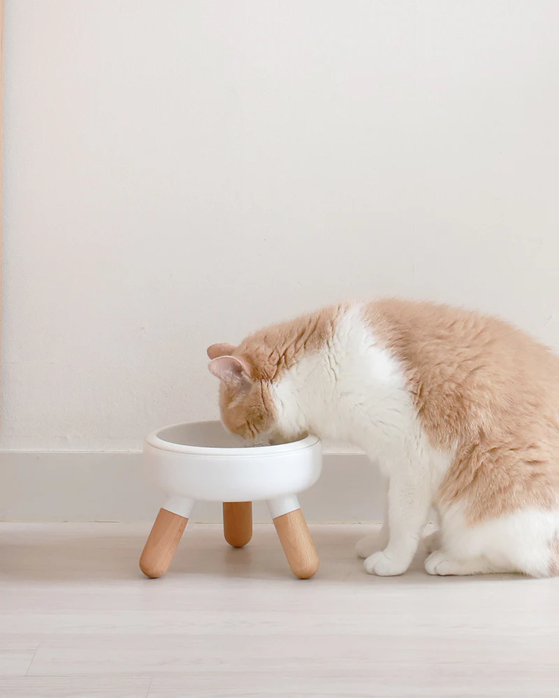 Oreo Elevated Pet Wood Table . Beech . Short