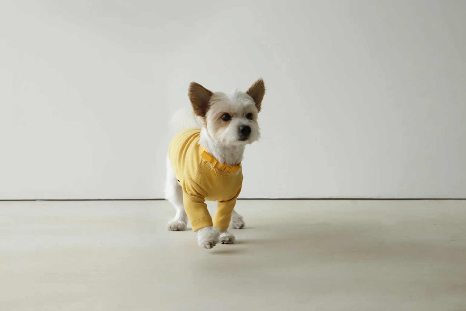 Macaron Collar . Yellow