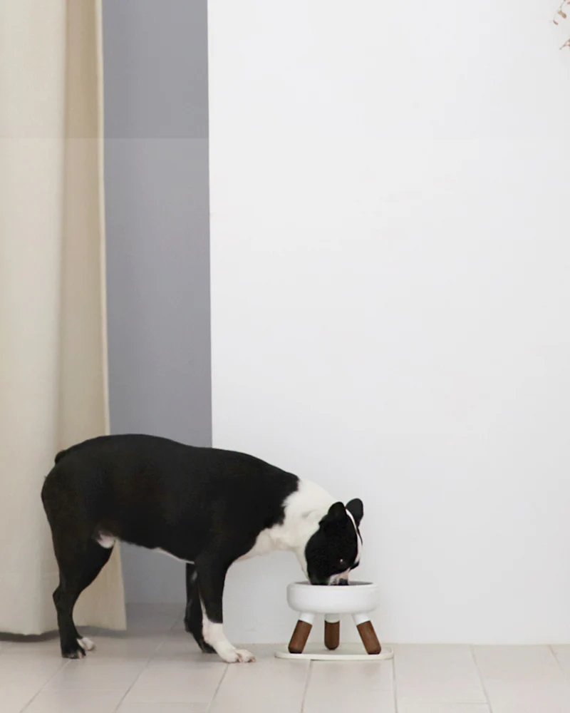 Oreo Elevated Pet Wood Table . Walnut . Short