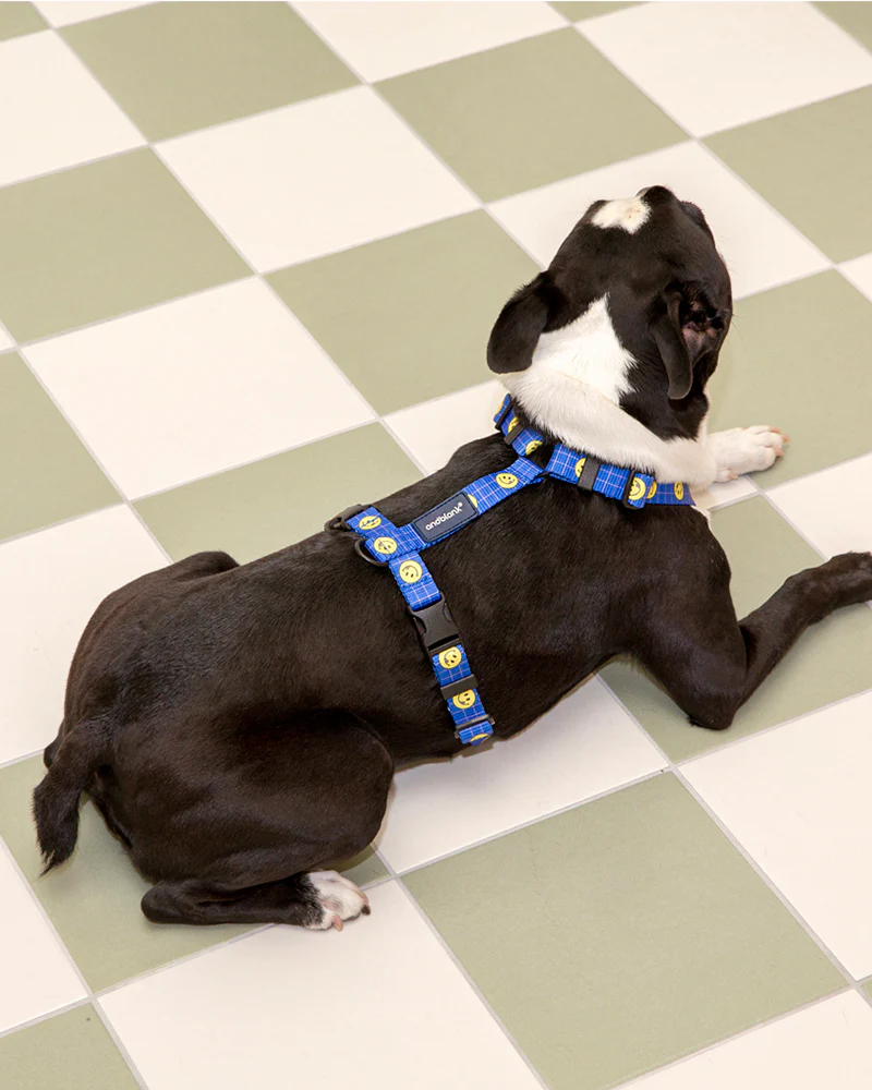 Smile Edition . Blue . Harness