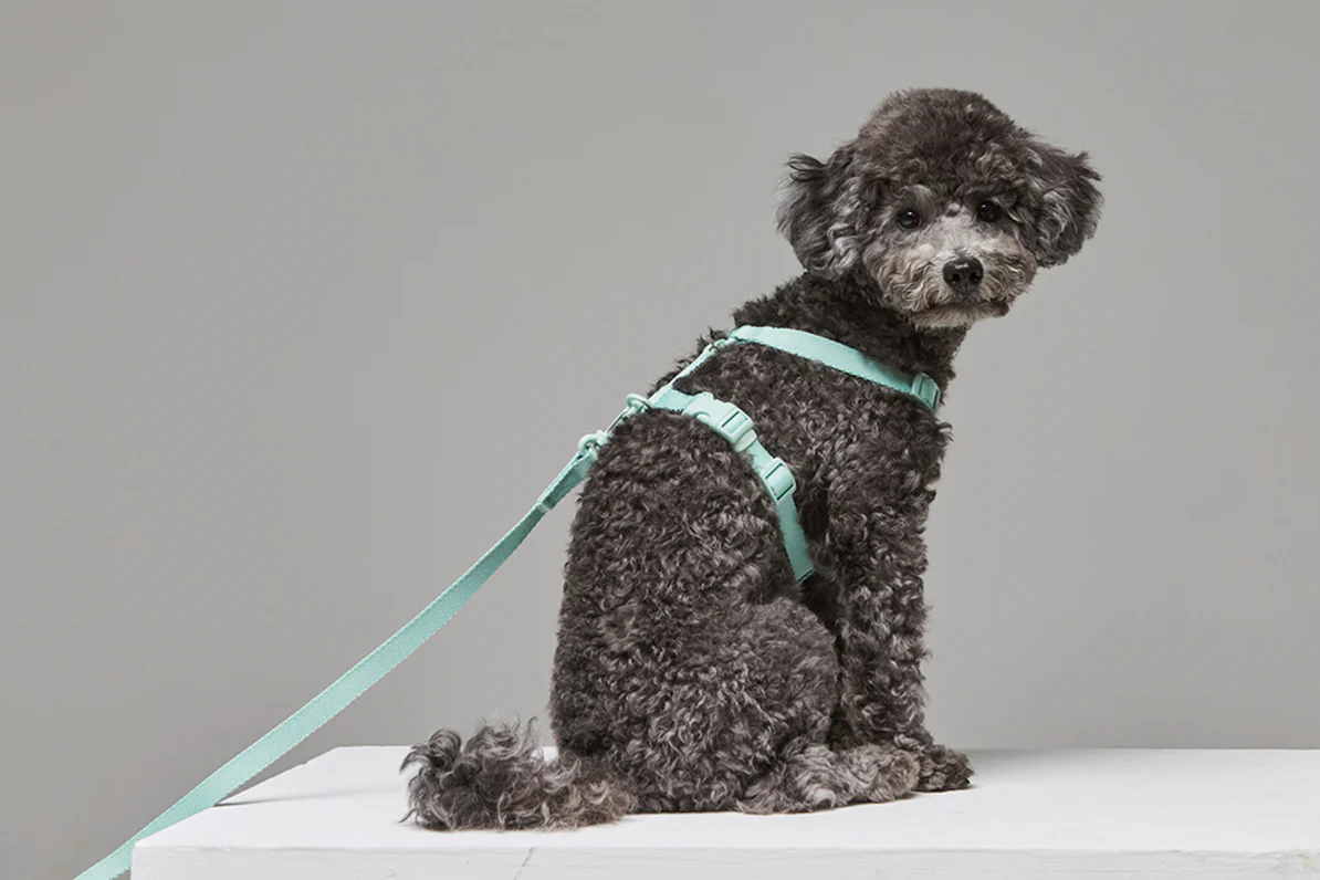 Macaron Leash . Aqua