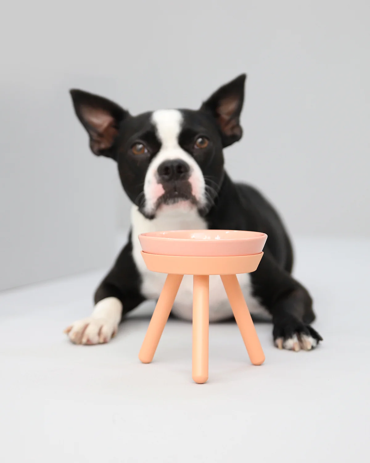 Oreo Elevated Pet Feeder Table . Pink . Tall