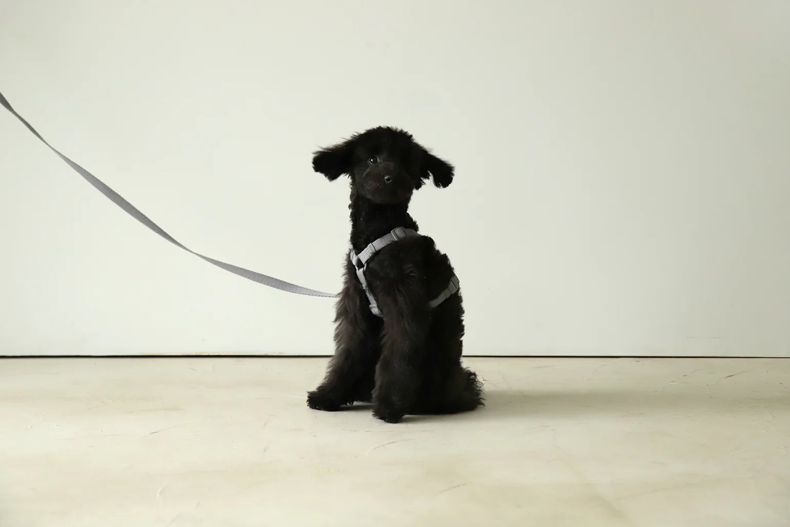 Macaron Harness . Gray