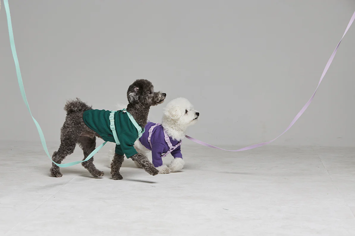 Macaron Leash . Aqua