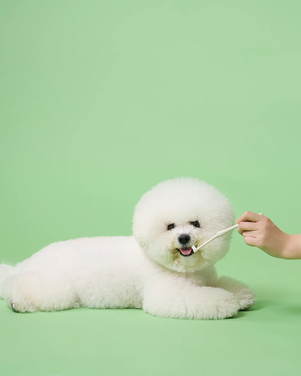 Smile Dental Brush & Gel