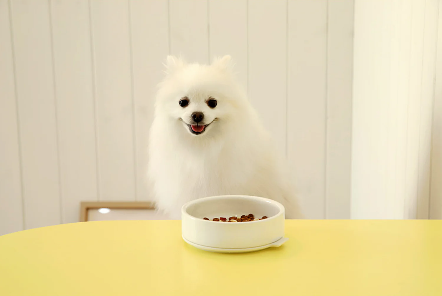 PUDDING PET BOWL . WHITE
