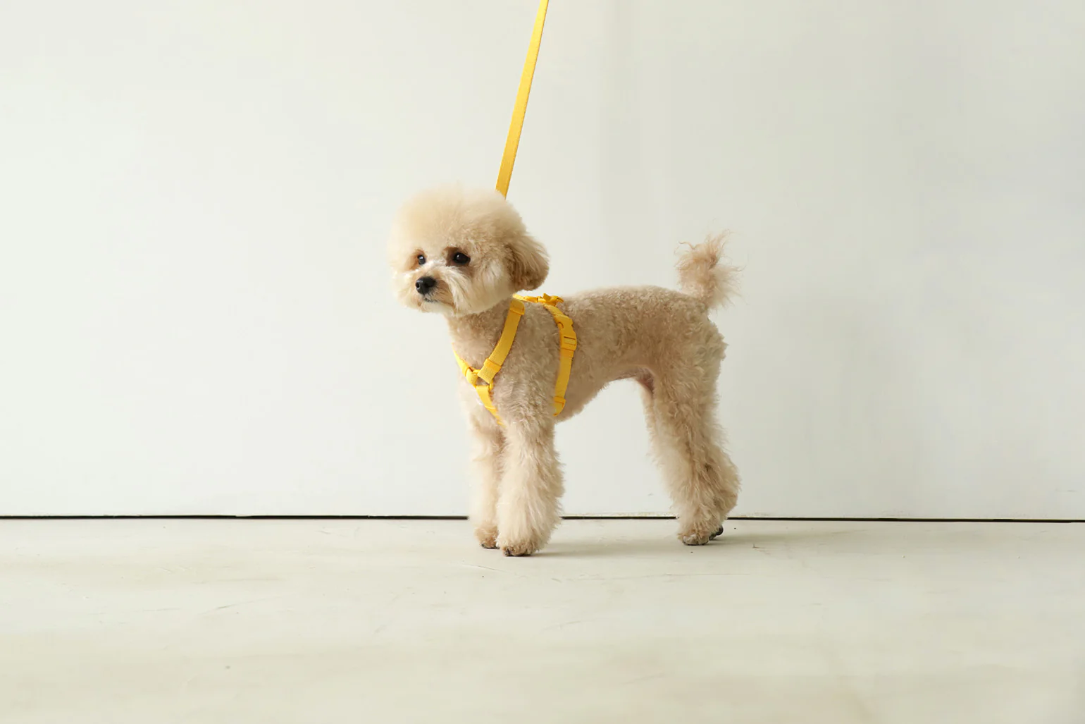 Macaron Harness . Yellow