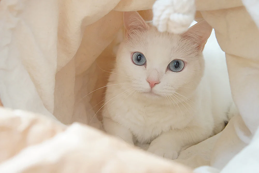 TYVEK CAT TUNNEL