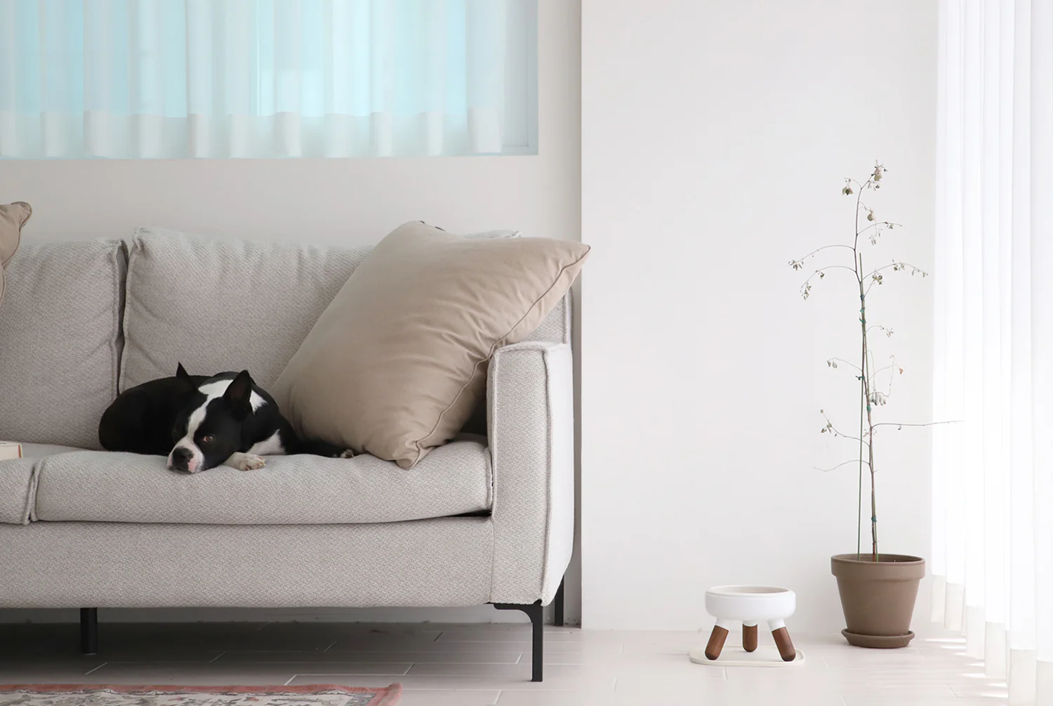 Oreo Elevated Pet Wood Table . Walnut . Short