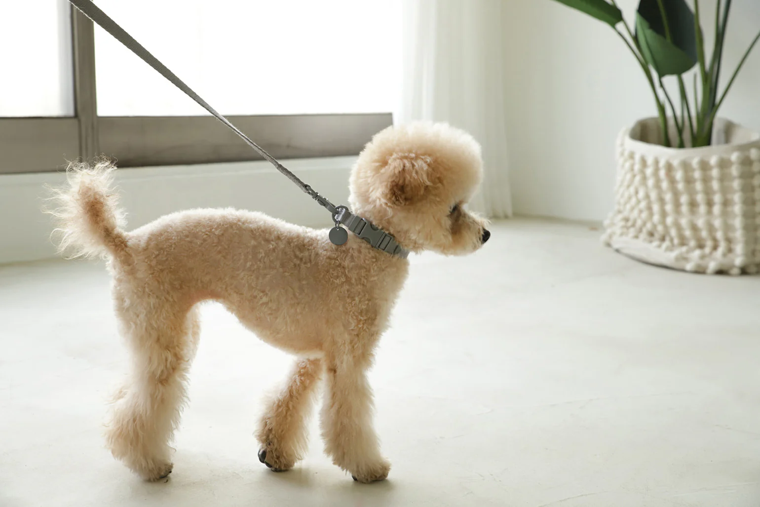 Macaron Collar . Gray