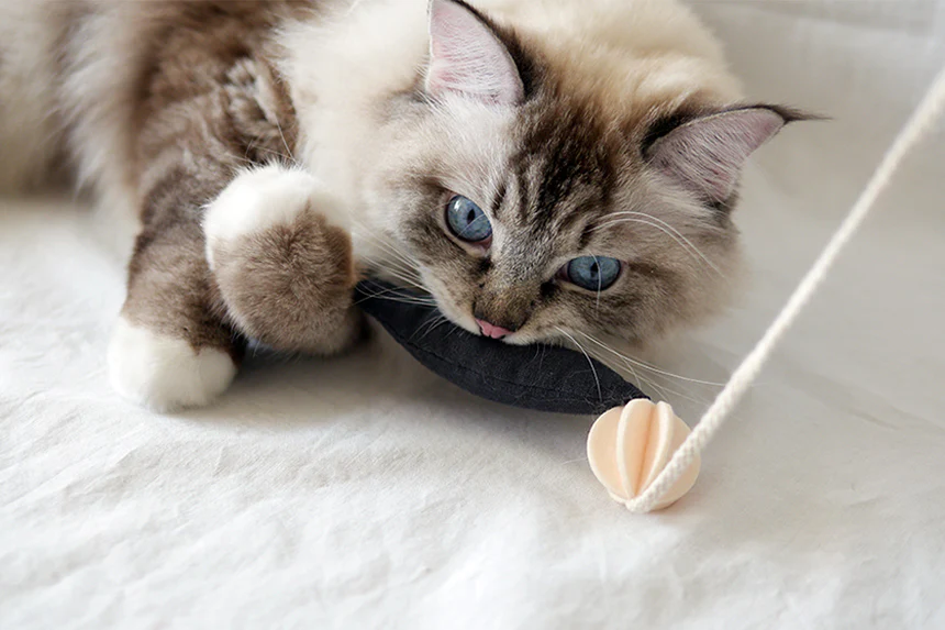 Fish and Chews . Charcoal