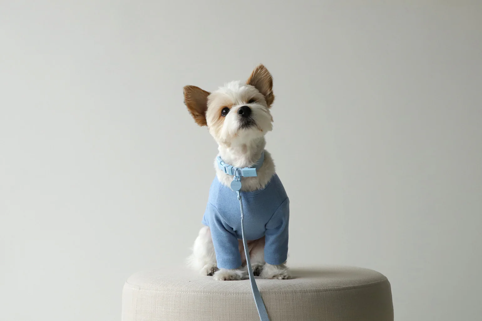 Macaron Collar . Blue