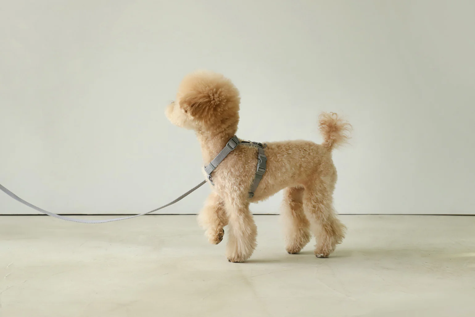 Macaron Harness . Gray