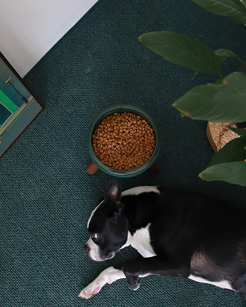 Oreo Elevated Pet Table Wood . Dark Green . Tall