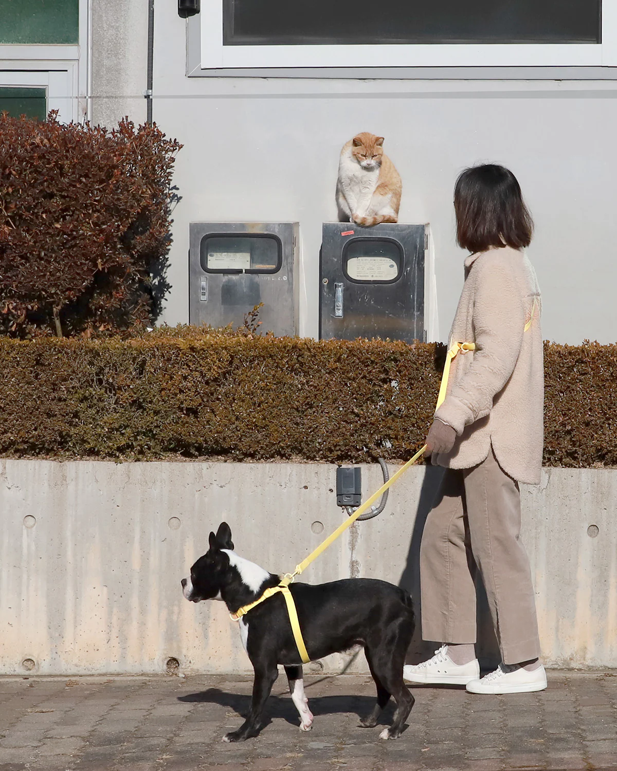 Macaron Comfort Harness . Lemon