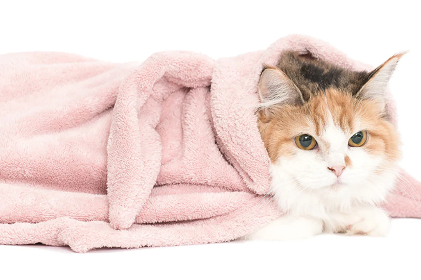 Animal hood towel . rabbit