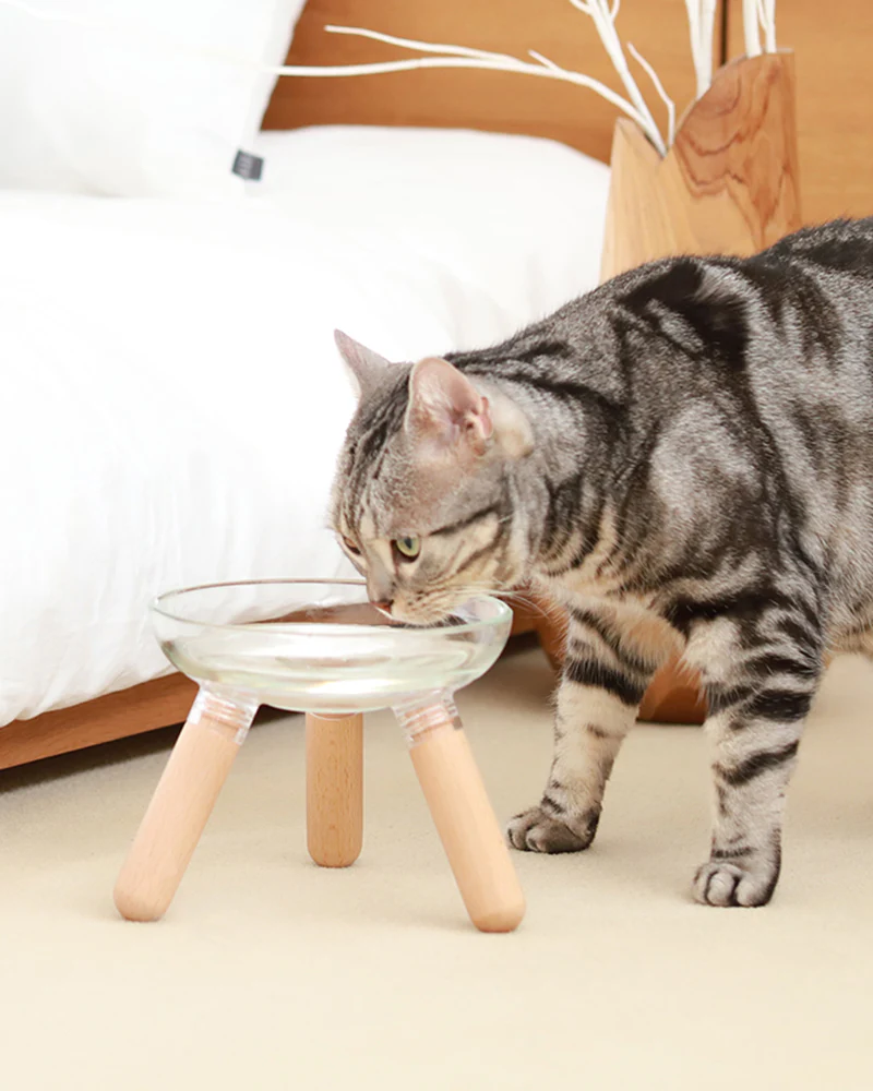 Oreo Glass Elevated Pet Table. Beech . Tall