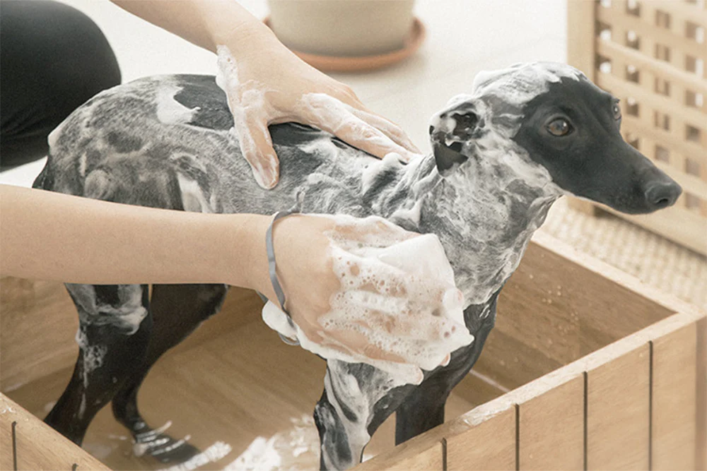 TAFF Shampoo Bar . TREATMENT