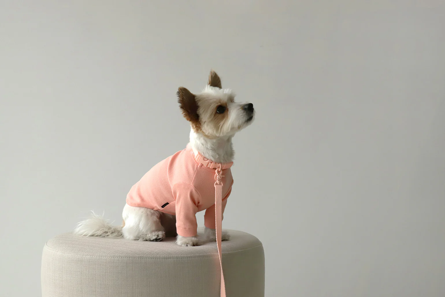 Macaron Collar . Pink