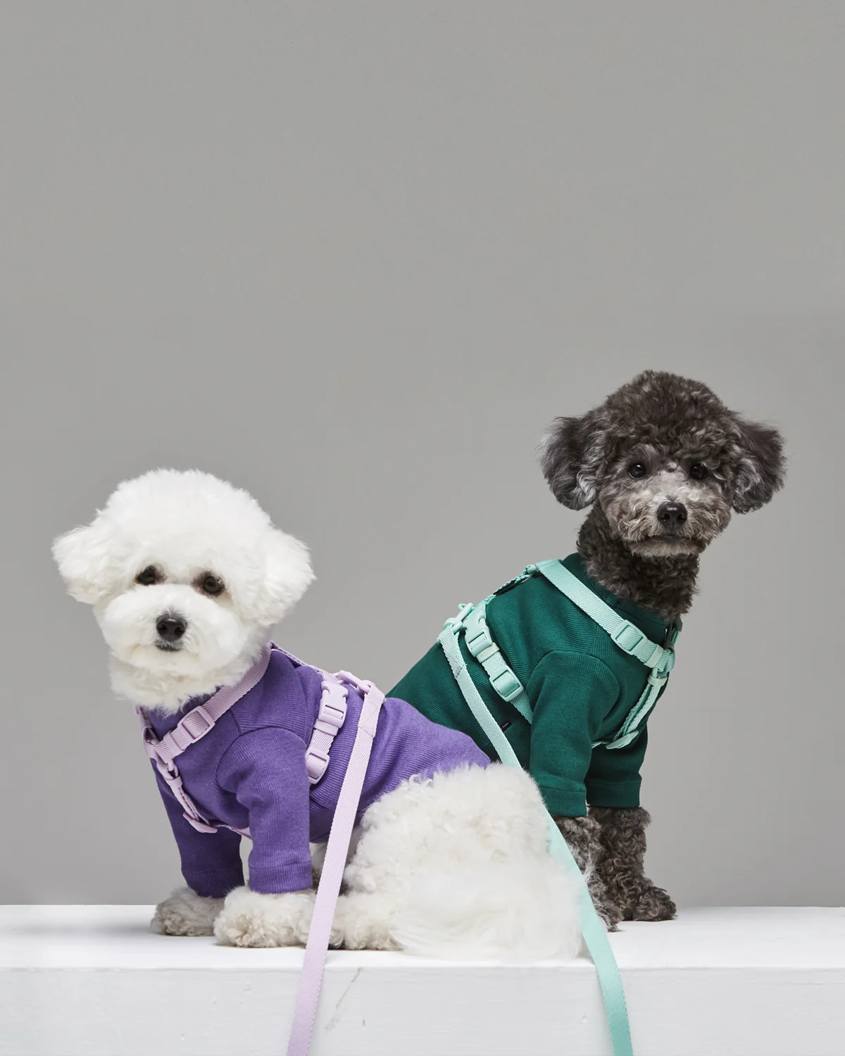 Macaron Harness . Aqua