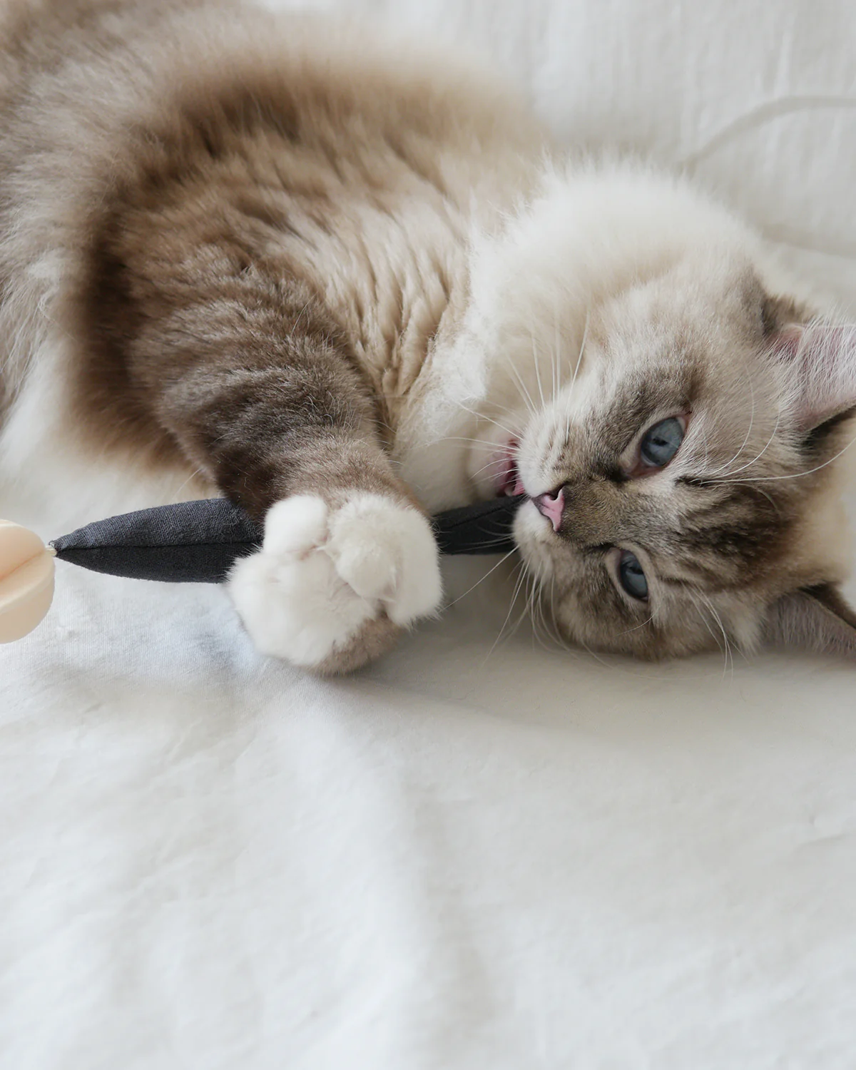 Fish and Chews . Charcoal