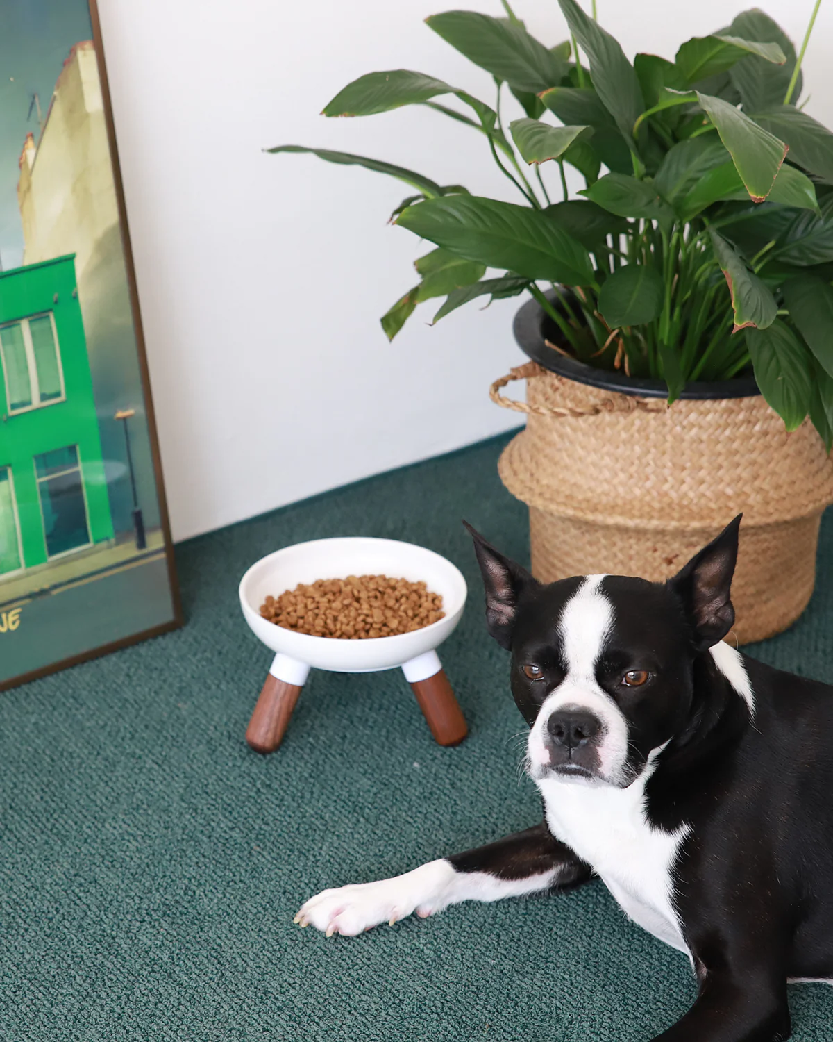 Oreo Ceramic Elevated Pet Wood Table . Short