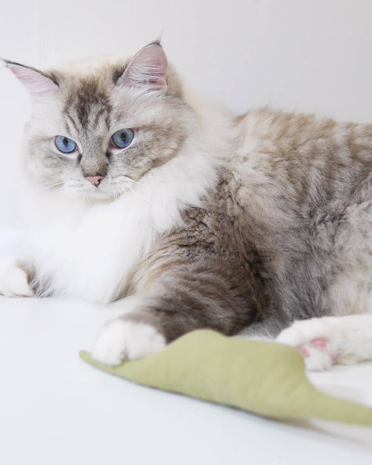 Boa Snake  catnip cat toy