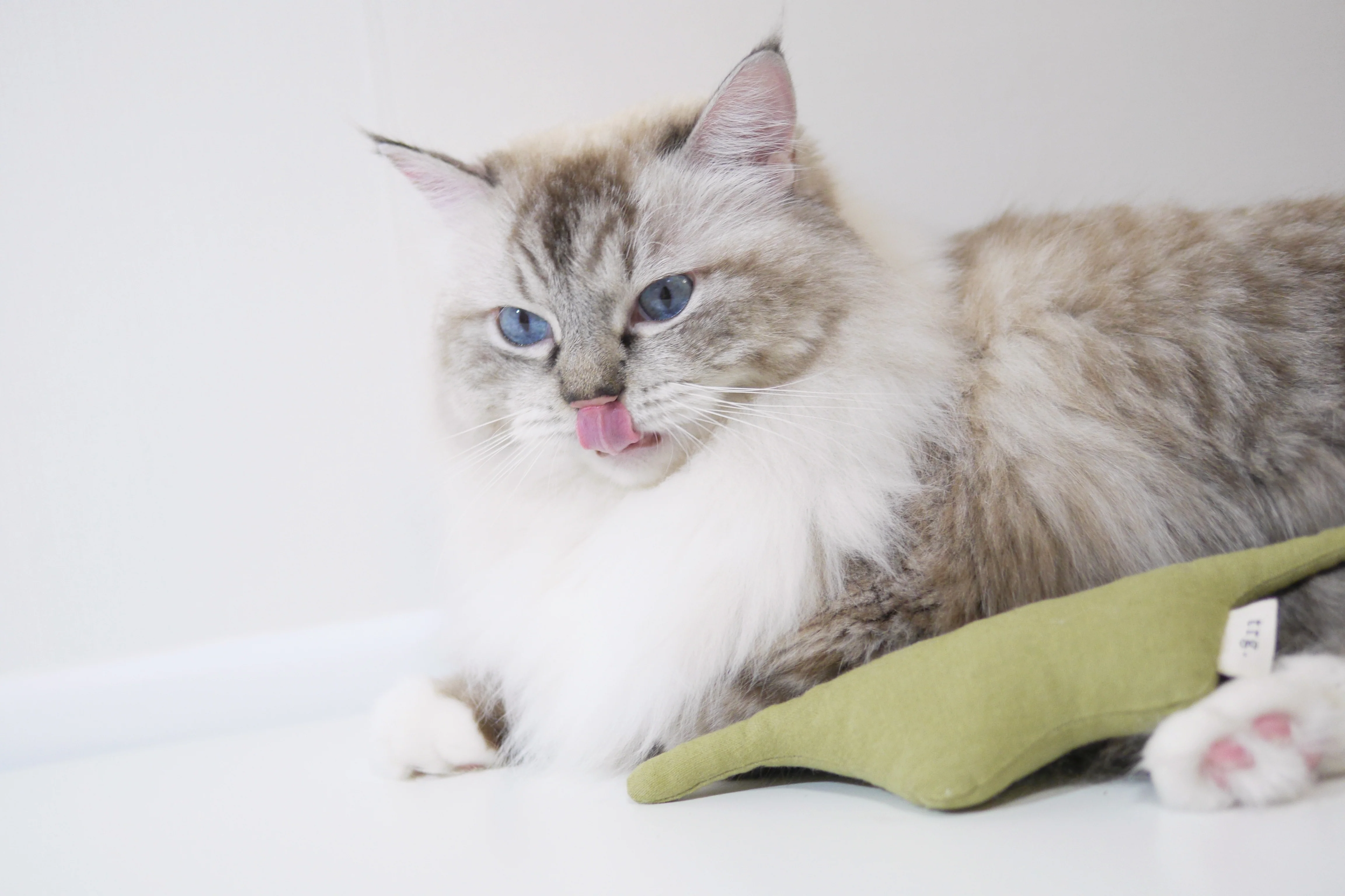 Boa Snake  catnip cat toy