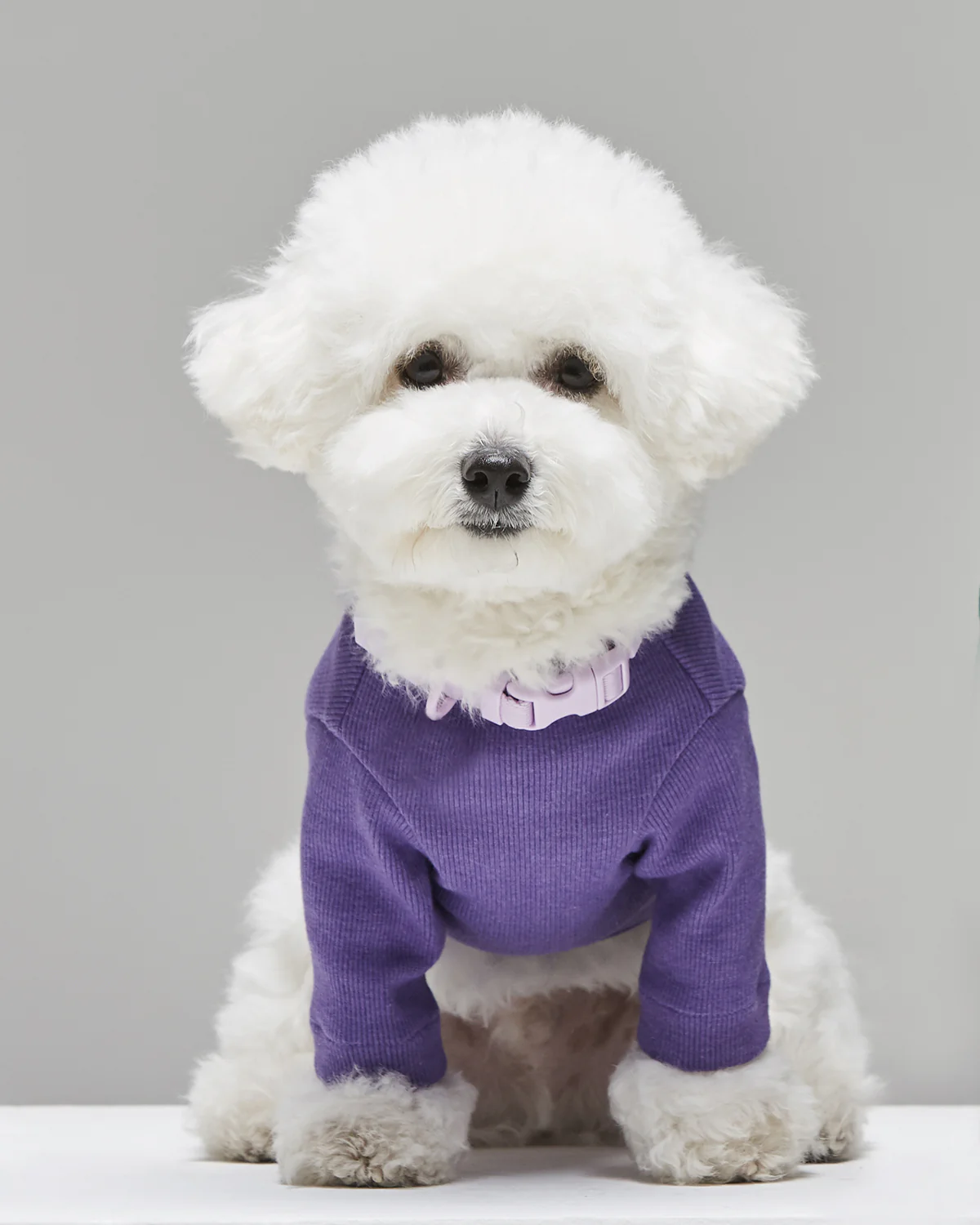 Macaron Collar . Lavender