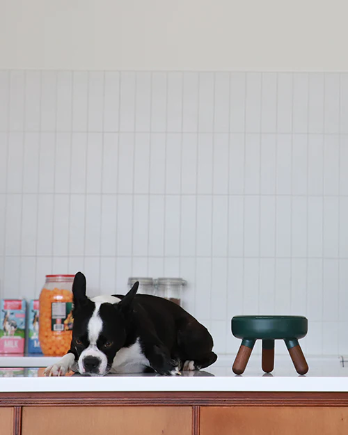 Oreo Elevated Pet Table Wood . Dark Green . Short