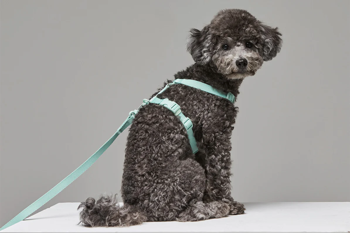Macaron Harness . Aqua