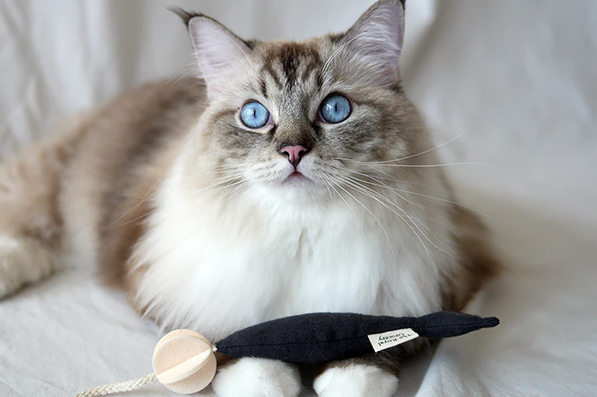 Fish and Chews . Charcoal