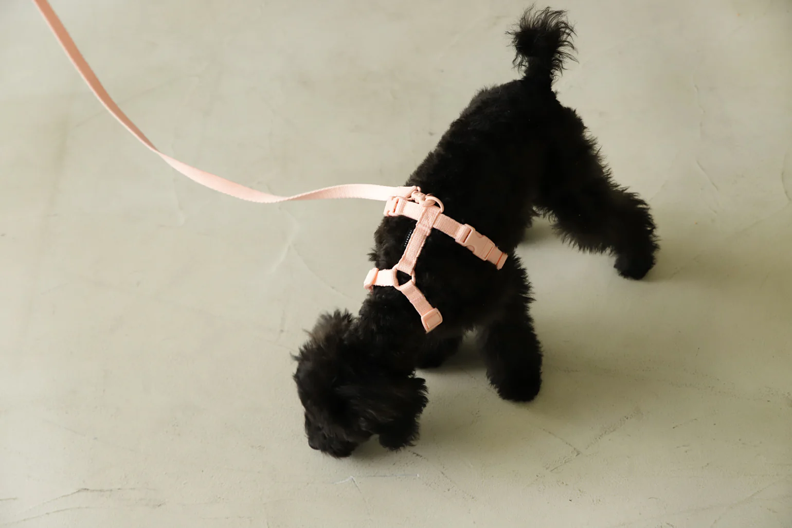 Macaron Leash . Pink