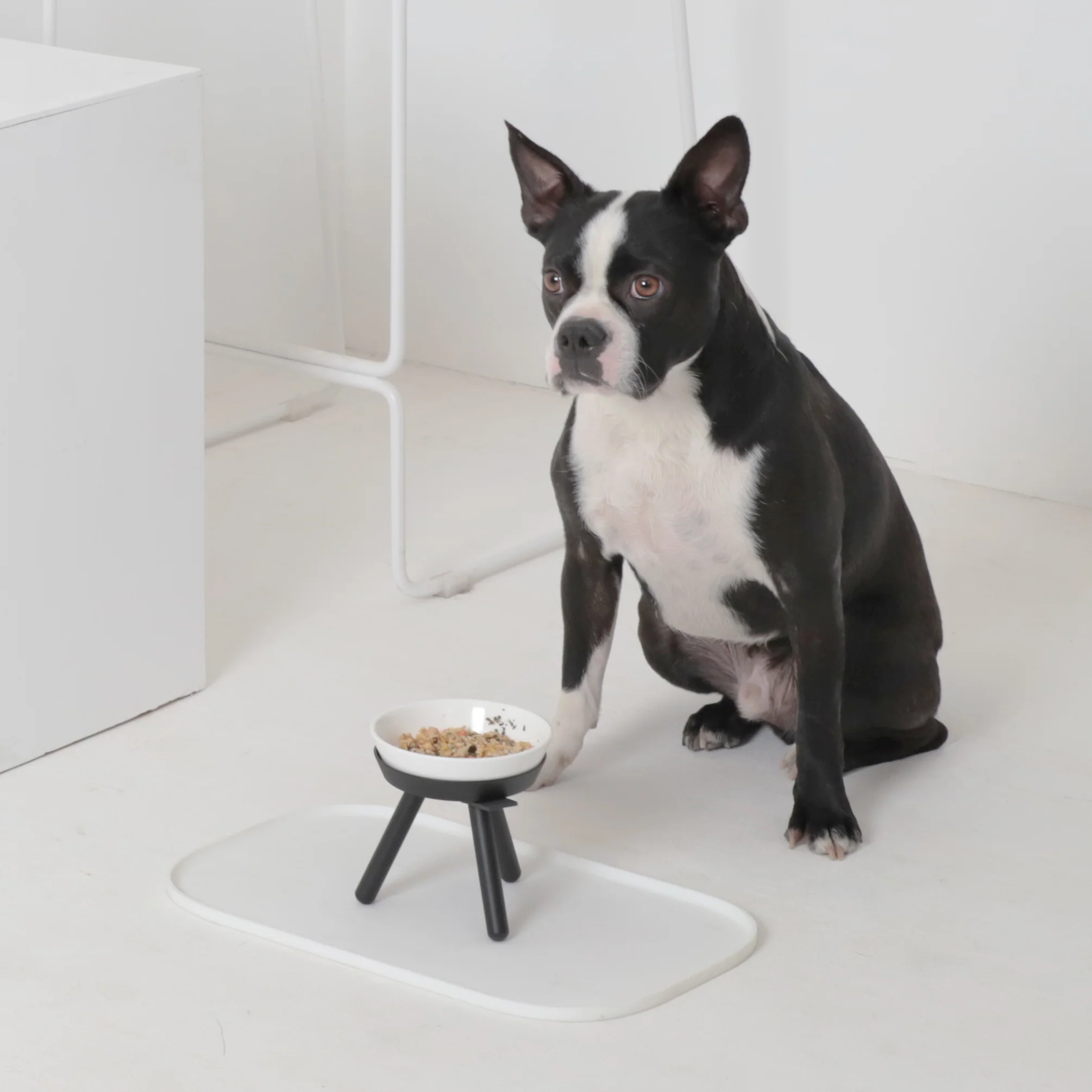 Oreo Elevated Pet Feeder Table . Black & White . Tall