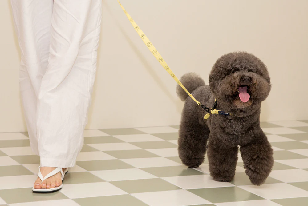 Smile Edition . Yellow . Leash