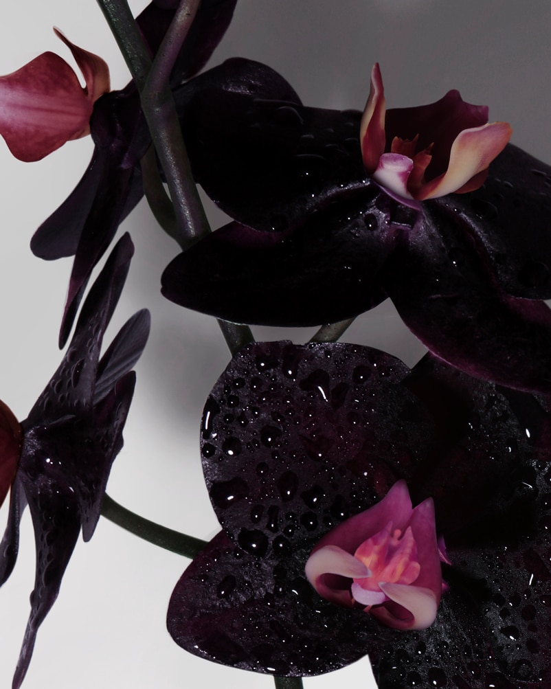 Black Orchid