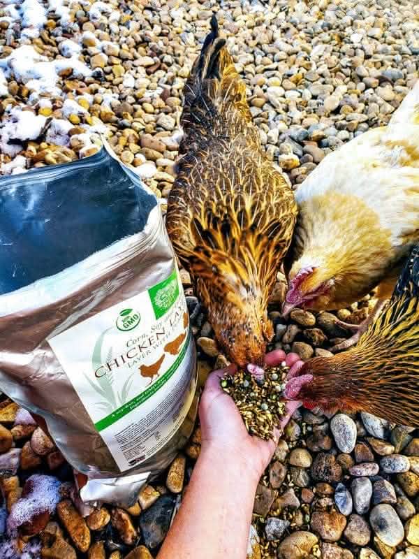 Chicken Layer Feed, Non-GMO, Corn & Soy Free