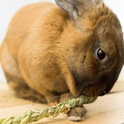 Rye Fidget Sticks (4 sticks)