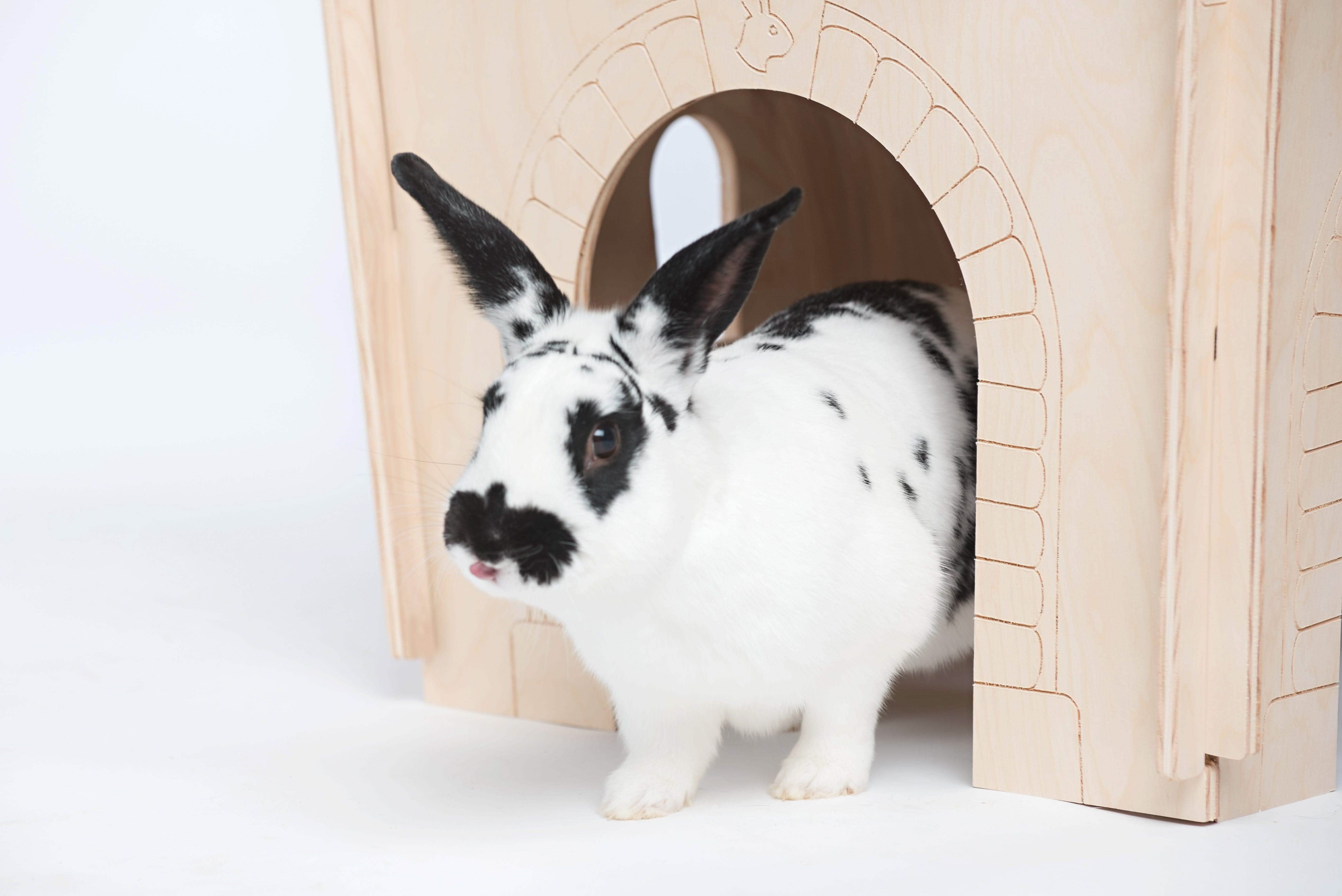 Tiny Paws Hideaway Habitat Tunnel-Large